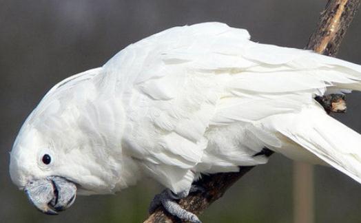 雨傘鳳頭鸚鵡多少錢一隻？雨傘鳳頭鸚鵡的簡介