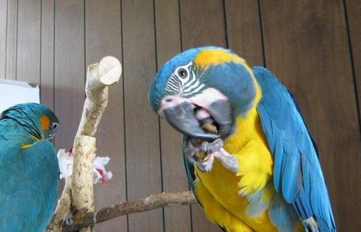 藍喉金剛鸚鵡的飼養方法藍喉金剛鸚鵡的價格