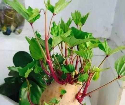 洋芋發芽不能吃了就得扔掉？四種巧用發芽洋芋的實用小妙招