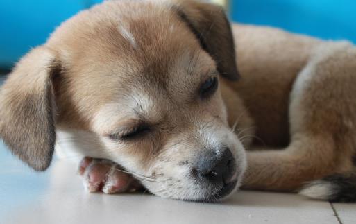 狗狗不可食用的食物初養幼犬須知