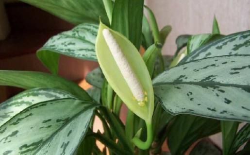 銀皇后是什麼?銀皇后的養護技巧