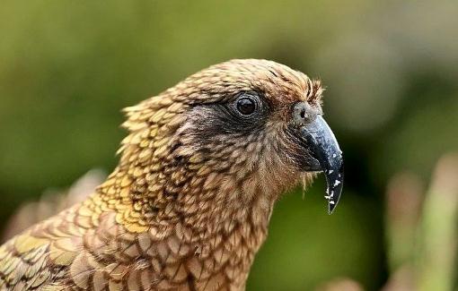 啄羊鸚鵡是怎樣的？啄羊鸚鵡如何繁殖？