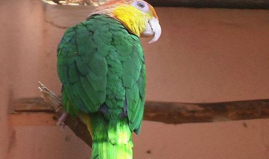 白腹凱克鸚鵡飼養方法白腹凱克鸚鵡生存常態