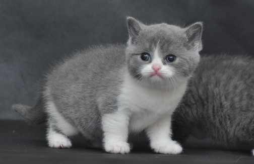 怎麼訓練可愛猫咪學握手