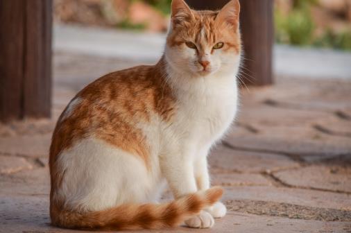 經常讓猫咪誤會的幾個動作，寵主經常做，卻不知這樣很傷