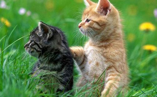 猫咪的動作都代表什麼呢?