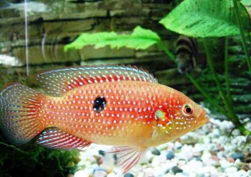 寶石魚的風水學應用-寶石魚的品種介紹