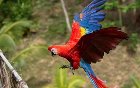 緋紅金剛鸚鵡怎麼養？緋紅金剛鸚鵡的特點