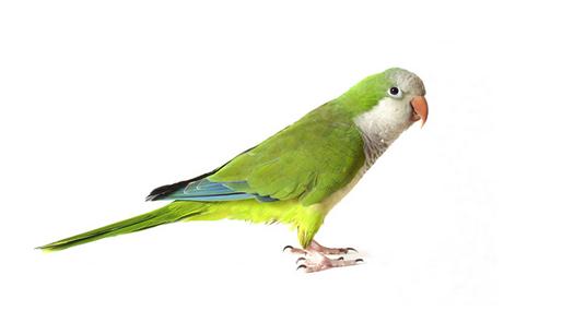 太平洋鸚鵡的外形有什麼特徵？