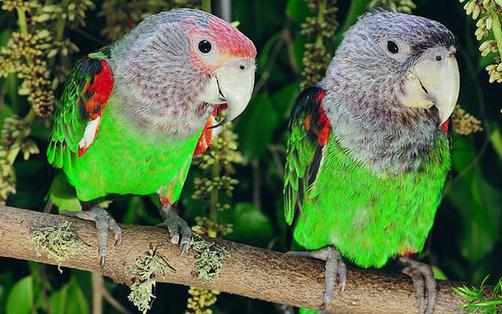 海角鸚鵡怎麼繁殖？海角鸚鵡的飼養方法