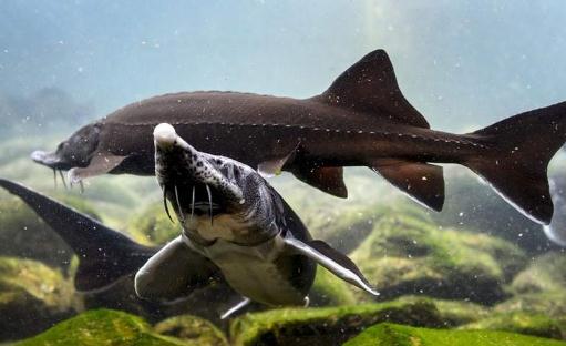 鱘龍魚怎麼養？鱘龍魚養殖環境