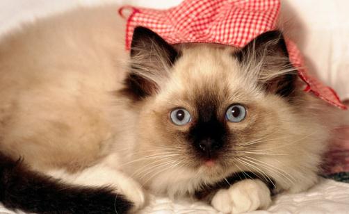 飼養猫咪需要注意正確習性的培養