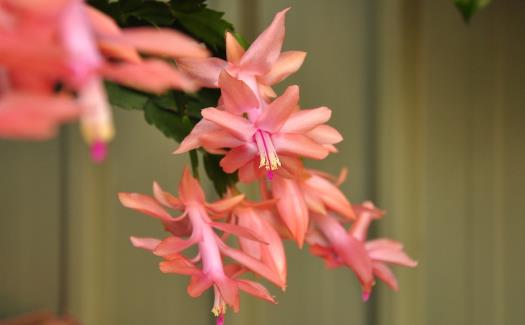 在家想養花就選這3種開花長達100天