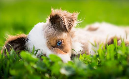 狗狗隨地大小便訓練狗狗定點排便之秘笈