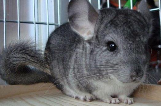 標準灰龍貓的飼養環境有什麼要求？