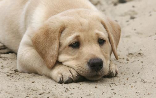 狗狗經常歎氣是否是因心情不好不要忽視狗狗的歎氣