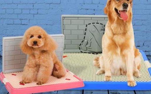 如何訓狗？訓練狗狗需要正確的方法和耐心