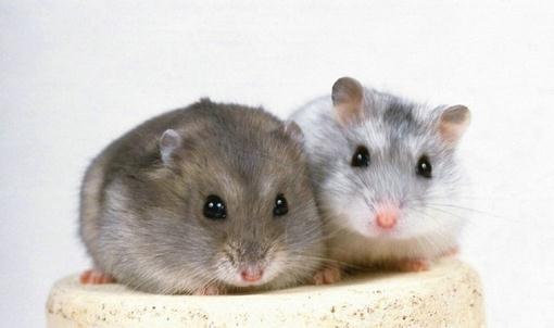 一線倉鼠的簡介-一線倉鼠的形態特徵