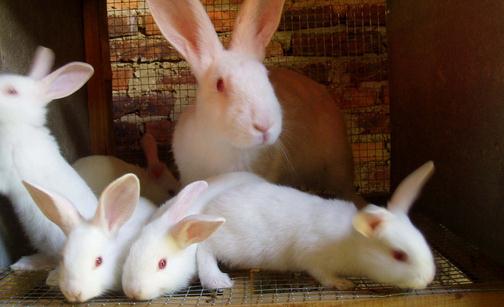 佛州白兔怎麼養？佛州白兔簡介