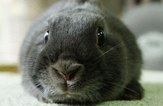 銀狐兔產自哪裡？銀狐兔的飼養方法