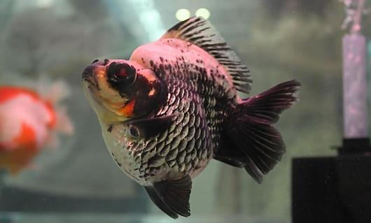 短尾琉金魚的簡介-短尾琉金魚怎麼鑒賞?