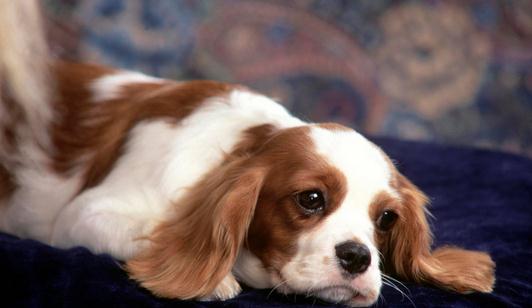 狗狗每日需要哪些營養元素？