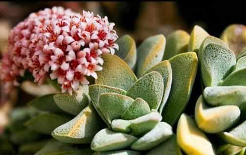 植物栽種之前給土壤進行消毒家庭養花土壤消毒的方法