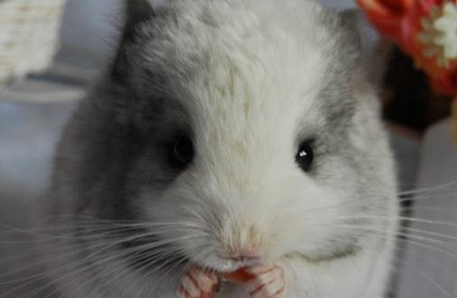 銀斑龍貓的簡介-銀斑龍貓的形態特徵