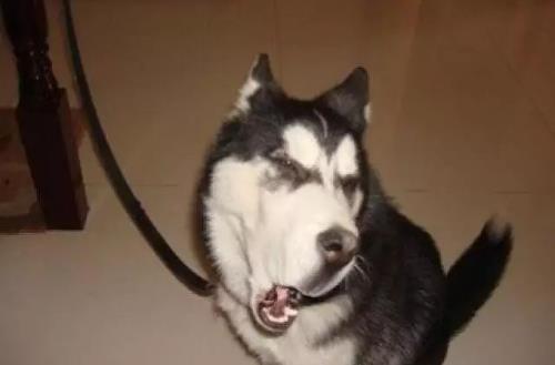 只有鏟屎官才瞭解的快樂容易躺槍的養狗錯誤觀念