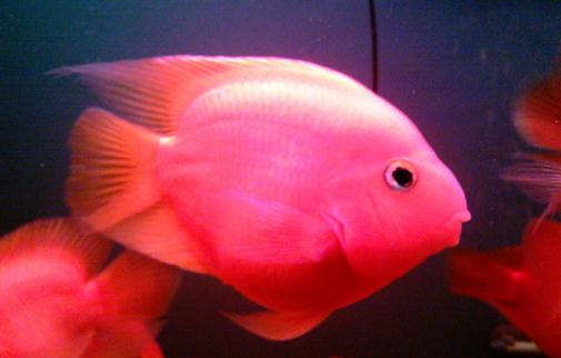 金剛鸚鵡魚怎麼養？金剛鸚鵡魚的壽命