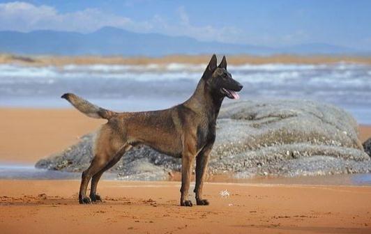 馬犬多少錢一條？馬犬如何餵養？