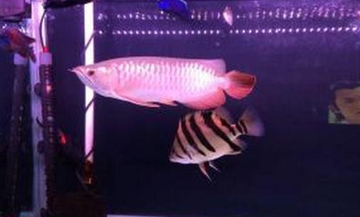 寶石龍魚怎麼養？寶石龍魚的常見病