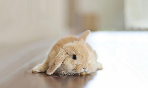 迷你兔的價格-純種迷你兔多少錢？