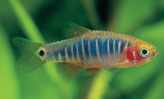 二線藍眼燈魚怎麼繁殖？二線藍眼燈魚飼養環境