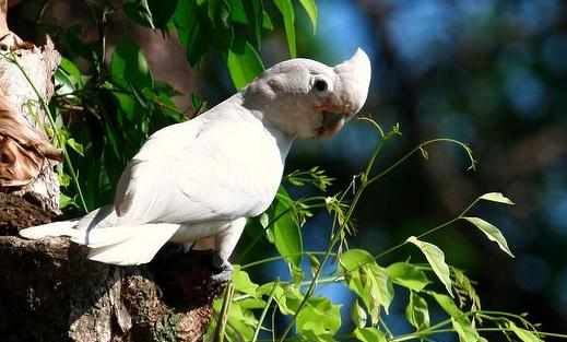 戈芬氏鳳頭鸚鵡的飼養方法戈芬氏鳳頭鸚鵡的價格