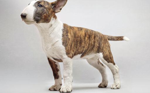 牛頭梗犬是怎樣的？牛頭梗犬怎麼訓練？