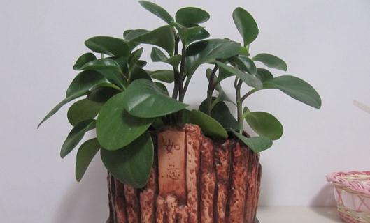 豆瓣綠的養殖方法-豆瓣綠是什麼?