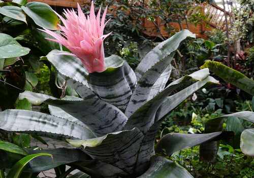 粉鳳梨的介紹-粉鳳梨的養護方法