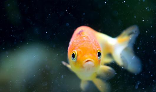 家庭養魚有什麼好方法嗎？