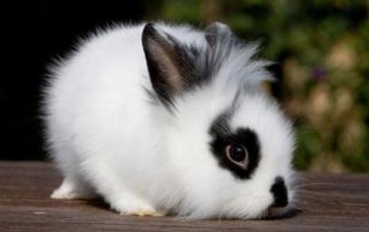 獅子頭兔的飼養方法是什麼？