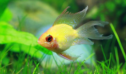 寶蓮燈魚是怎樣的？寶蓮燈魚怎麼養？