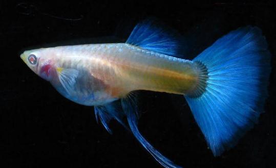 孔雀魚的品種介紹-孔雀魚怎麼樣？