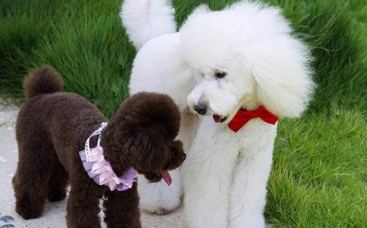 家庭常備寵物藥箱給狗狗喂藥的小技巧