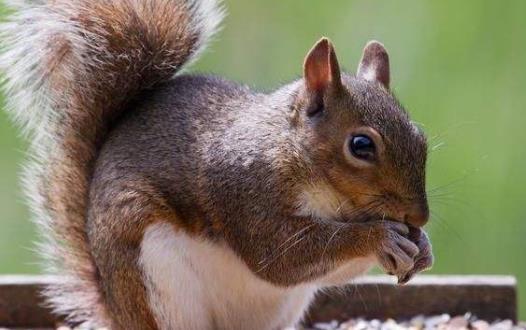 松鼠模仿其他動物甚至人類松鼠吸引人的地方
