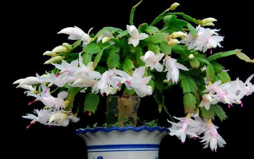 在家想養花就選這3種開花長達100天