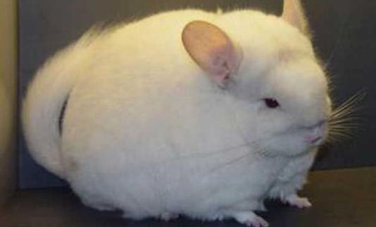 毛絲鼠的外貌特徵-毛絲鼠的生活習性