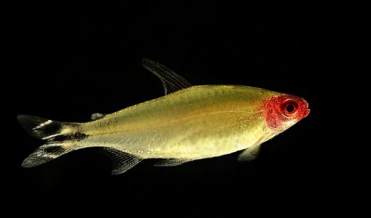 紅鼻剪刀怎麼樣？紅鼻剪刀是什麼魚？