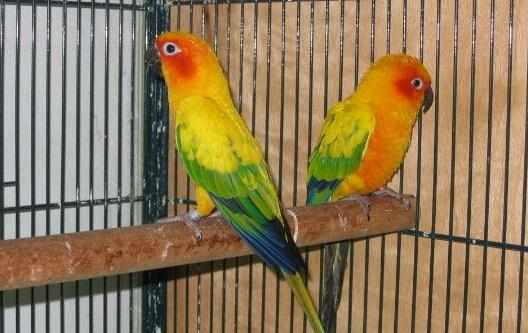 珍達錐尾鸚鵡的價格珍達錐尾鸚鵡的飼養方法