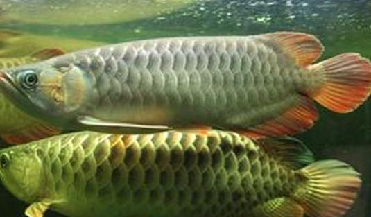 尖嘴青龍魚的生存環境-尖嘴青龍魚的是什麼？