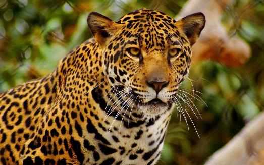 豹子小身軀有著大能量關於豹子的冷知識